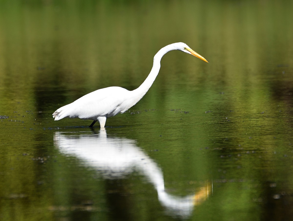 Great Egret - ML608800145