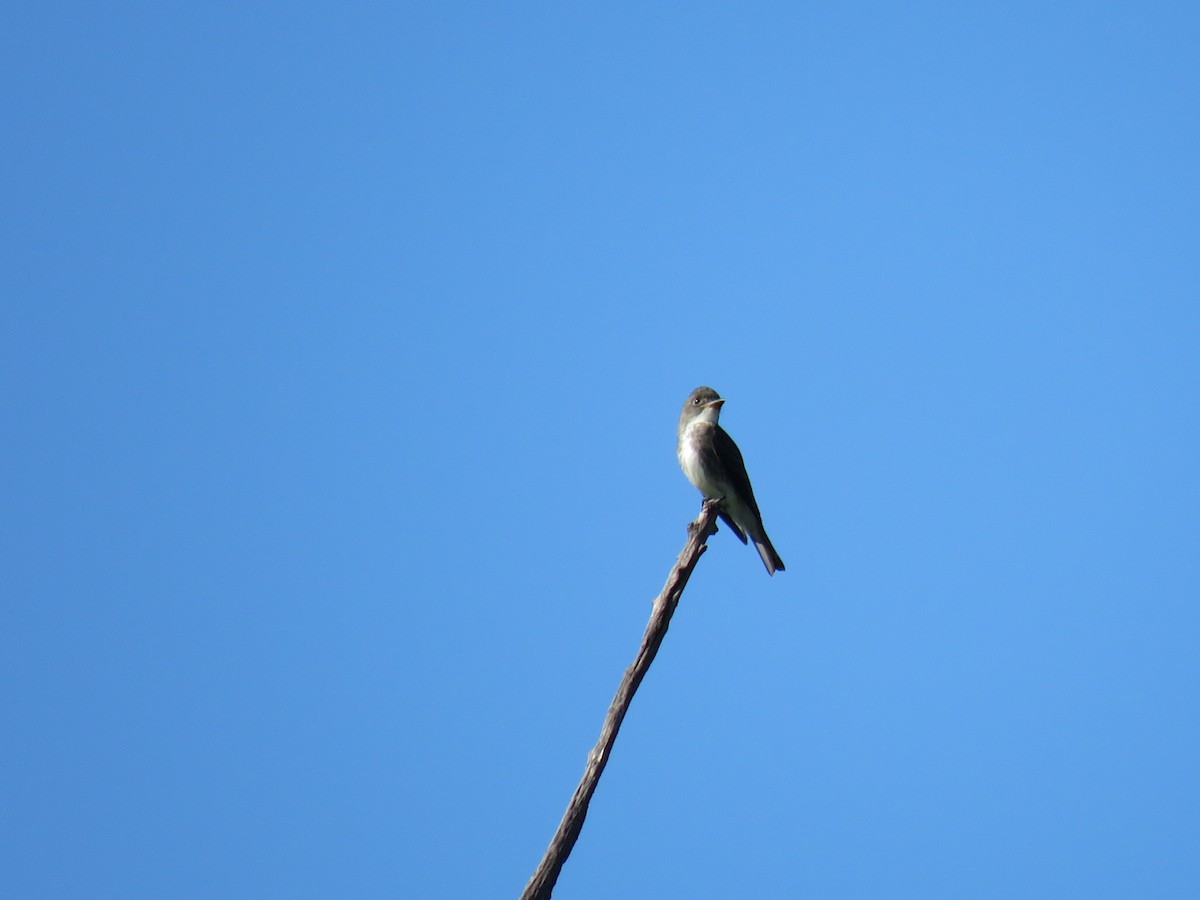 Olive-sided Flycatcher - ML608800230