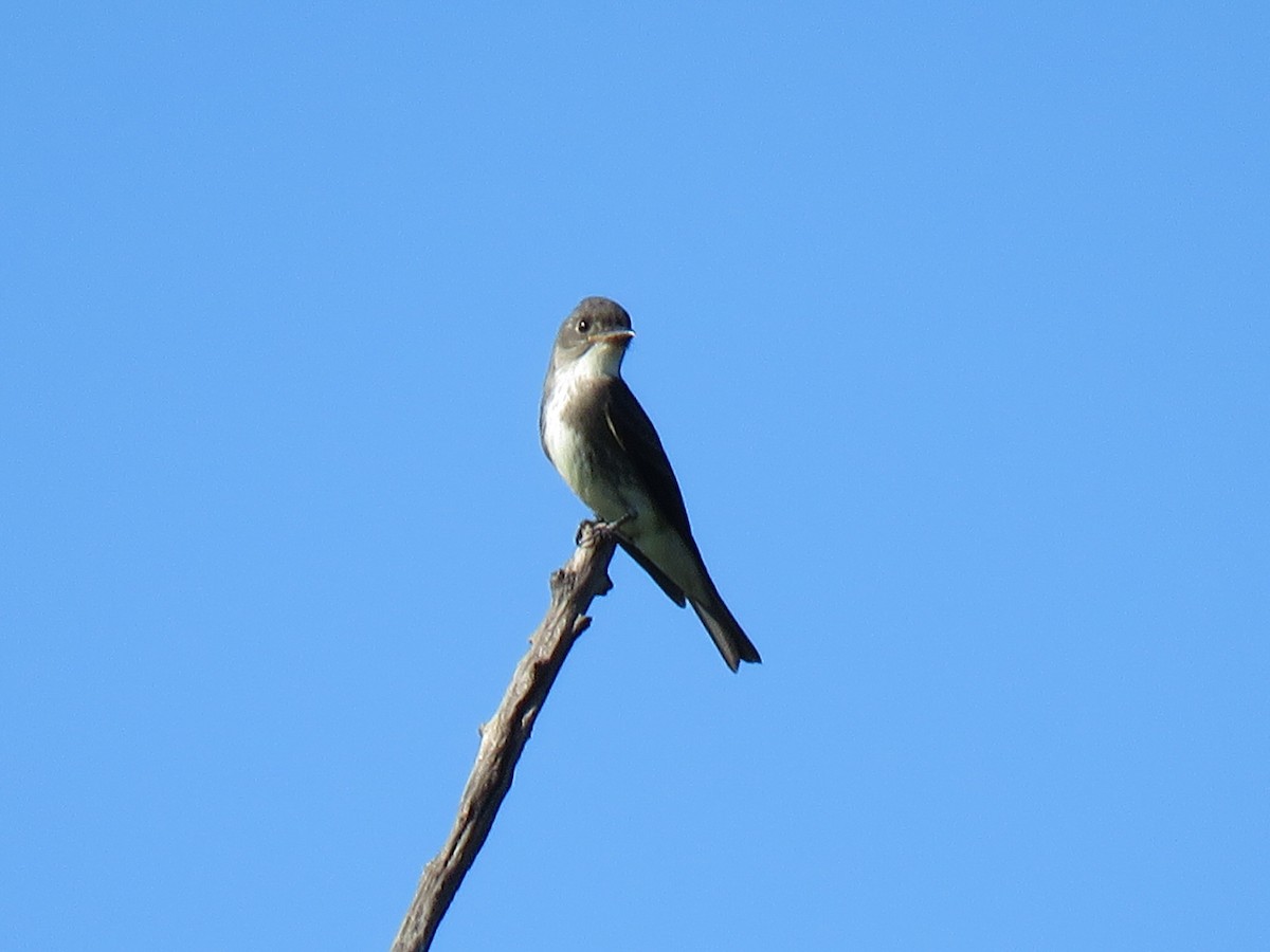 Olive-sided Flycatcher - ML608800236