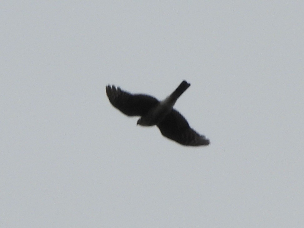 Sharp-shinned Hawk - Keith Pflieger