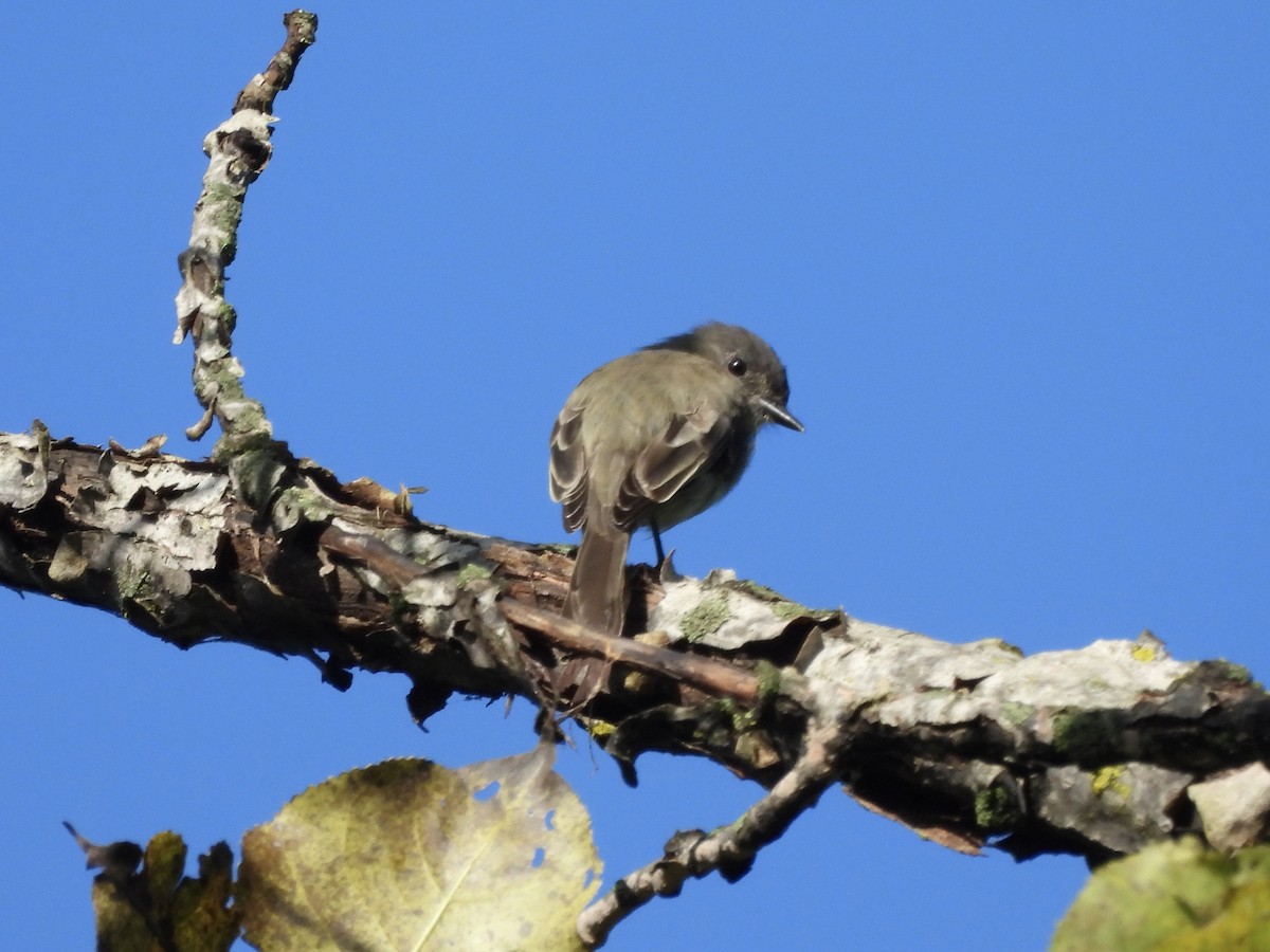 Eastern Phoebe - ML608800309