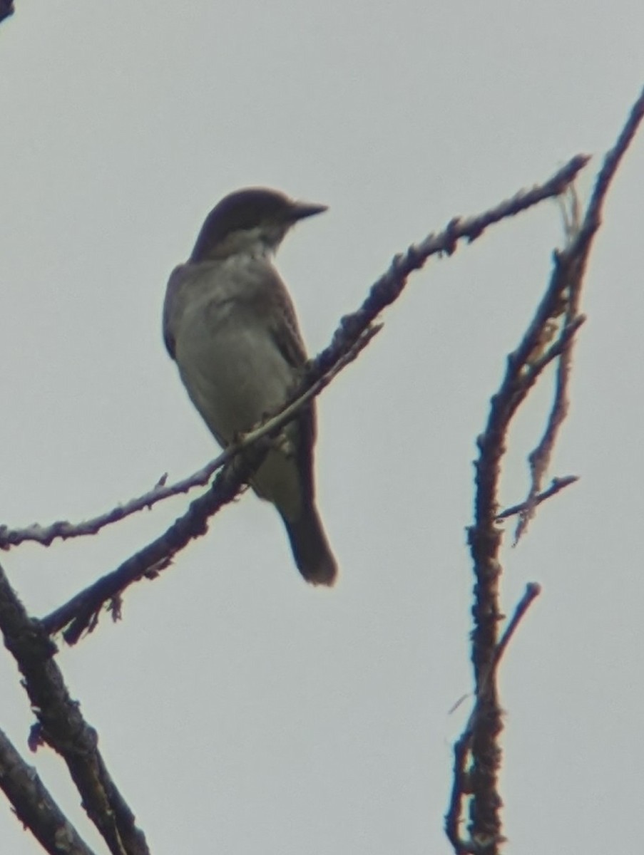 Eastern Kingbird - M Kwan