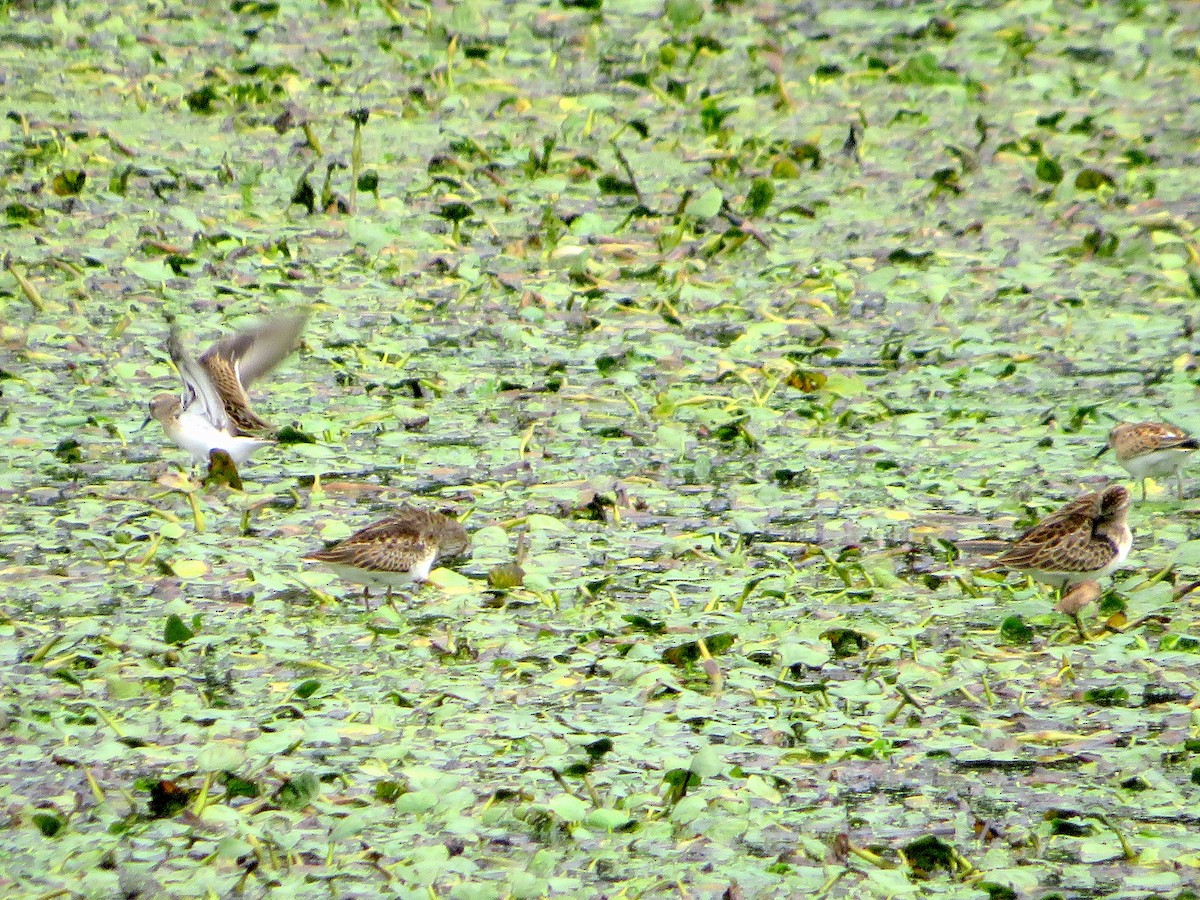 Least Sandpiper - ML608800367