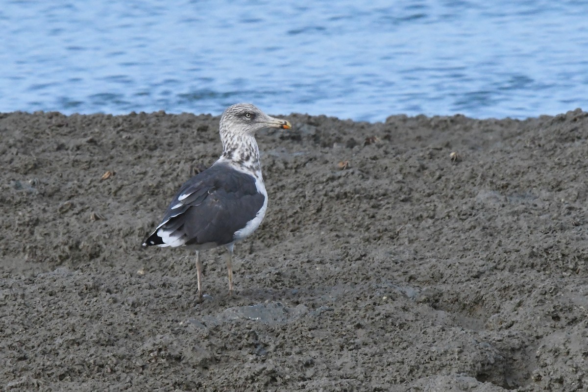 Lesser Black-backed Gull - Fernando Portillo de Cea