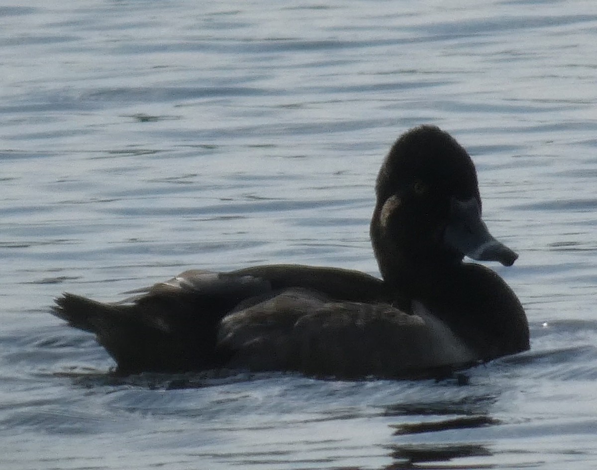 Ring-necked Duck - E. Mitchell