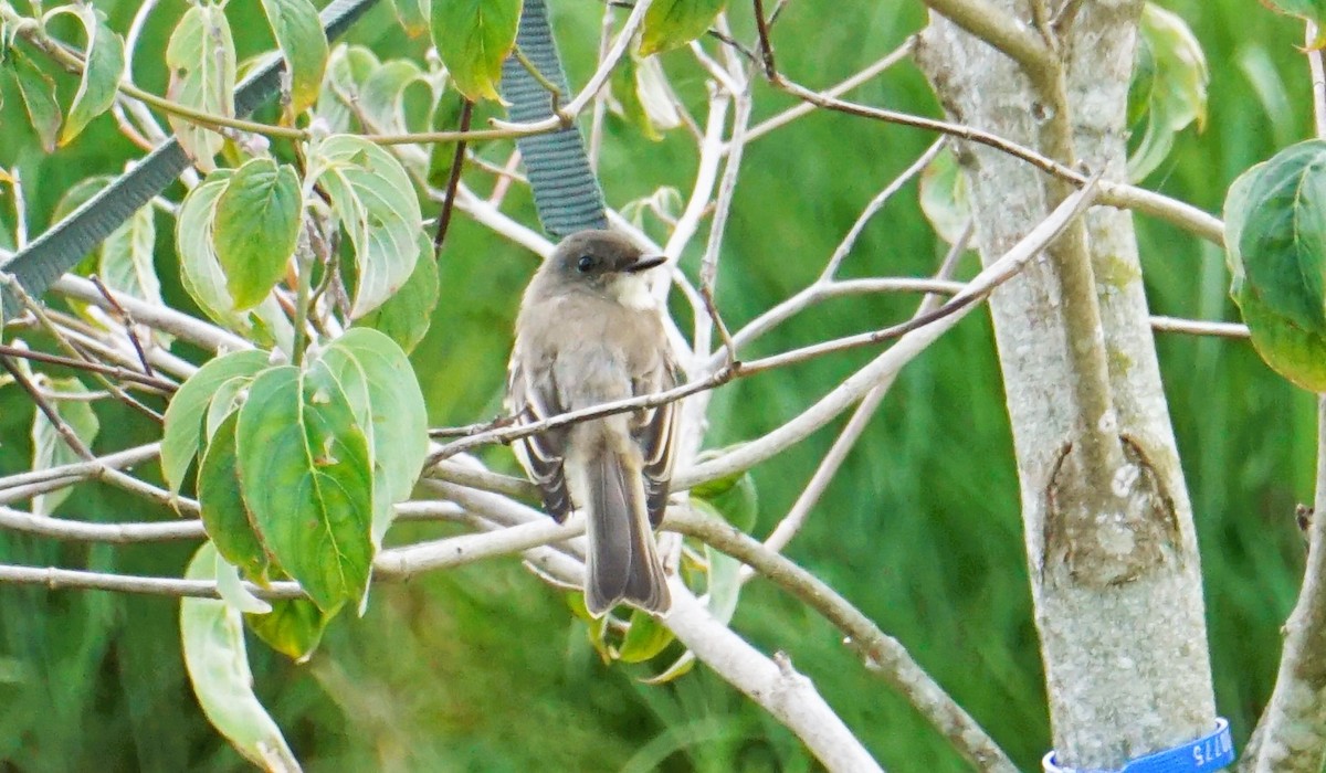 Eastern Phoebe - ML608800649