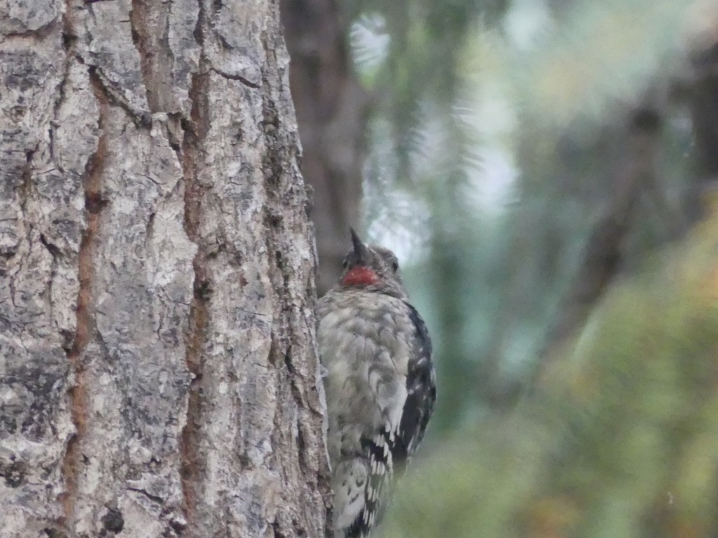 Yellow-bellied Sapsucker - T A