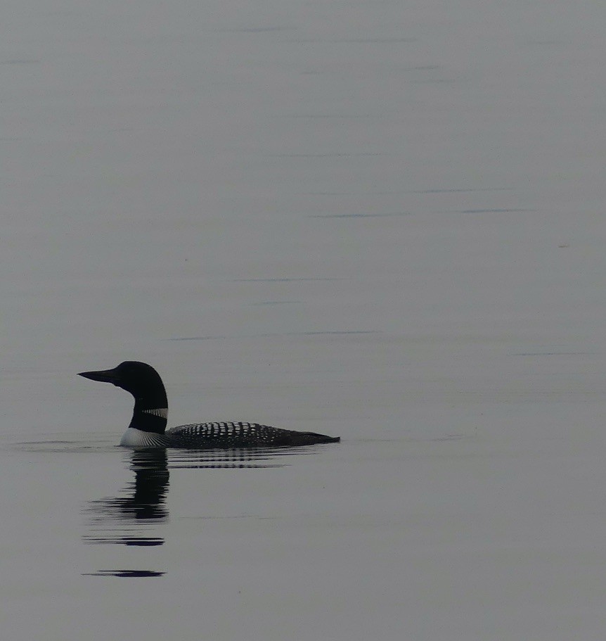 Common Loon - ML608800709