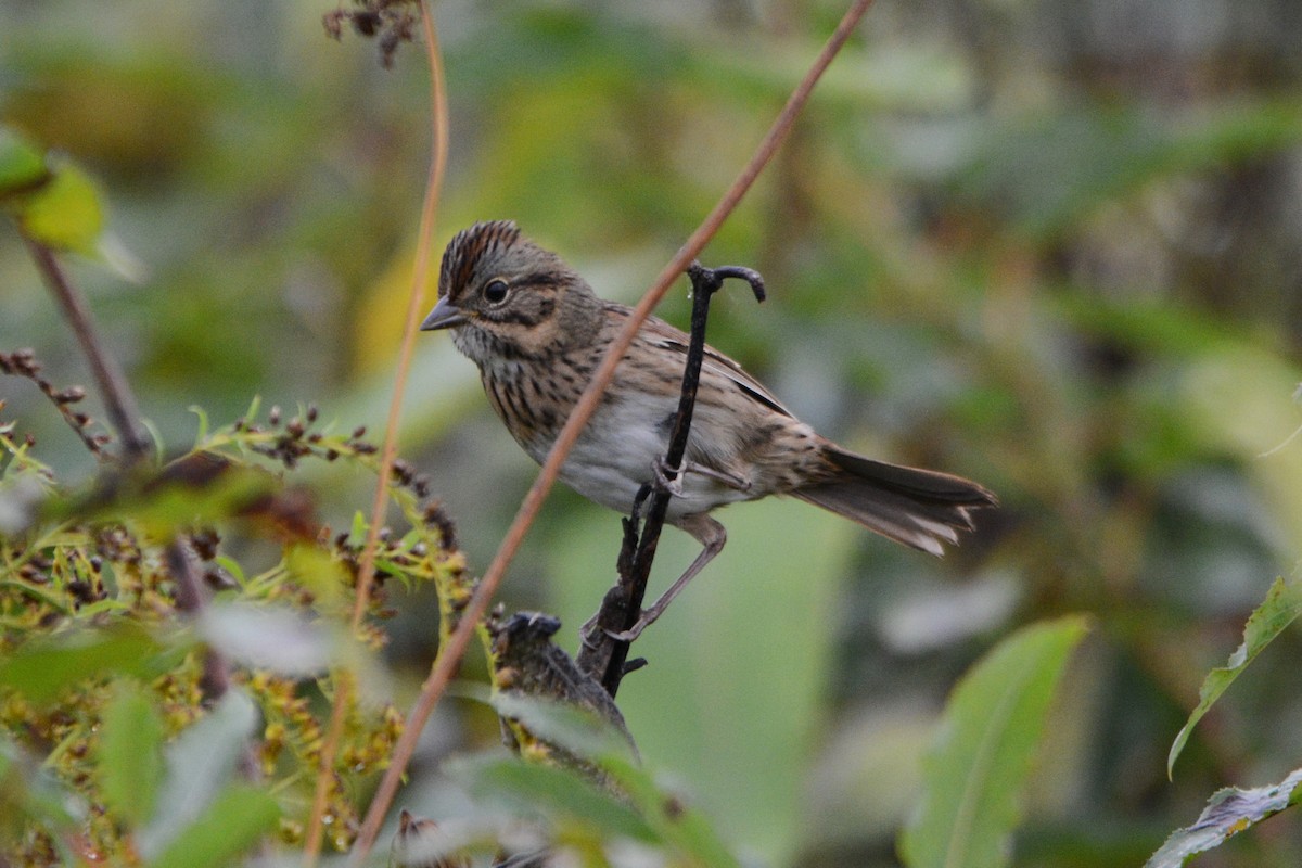 Lincoln's Sparrow - Steve Mierzykowski