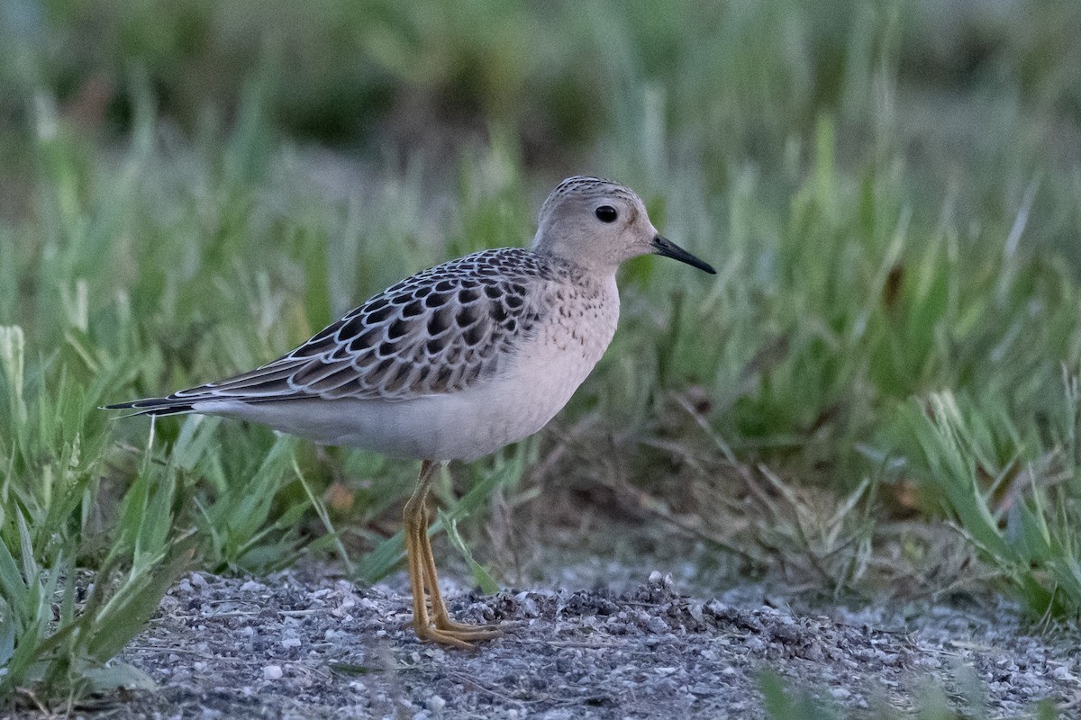 Buff-breasted Sandpiper - ML608800771