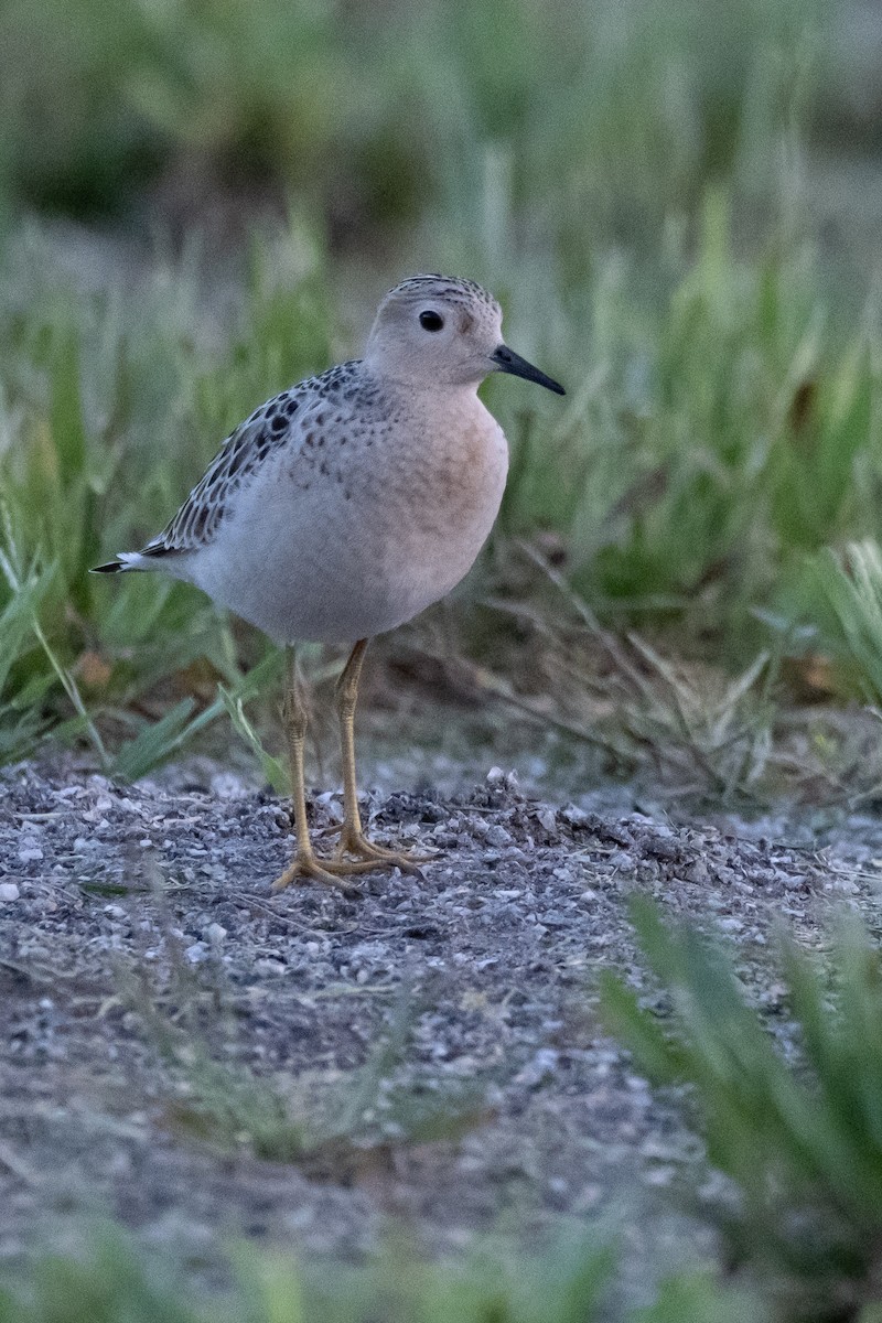 Buff-breasted Sandpiper - ML608800788