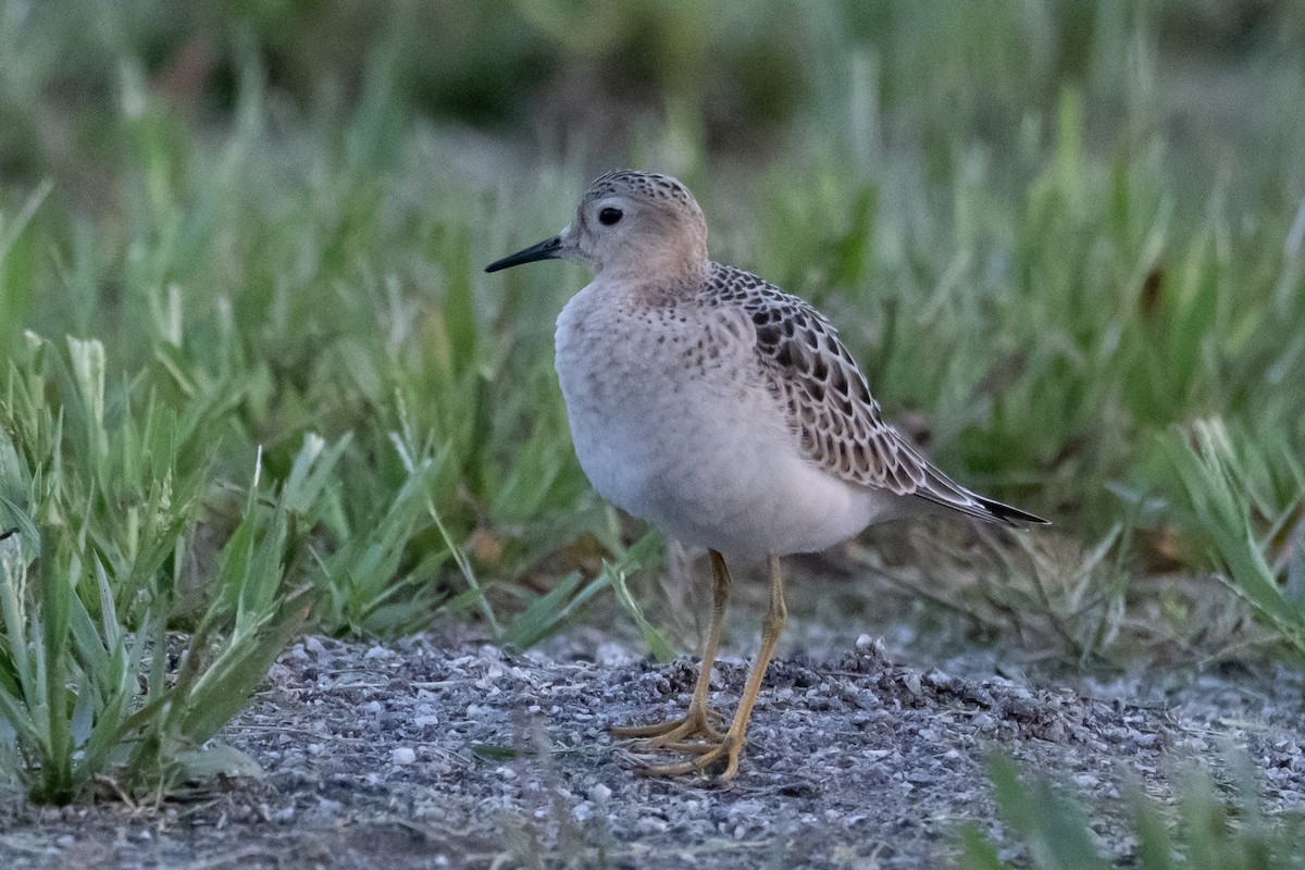 Buff-breasted Sandpiper - ML608800801