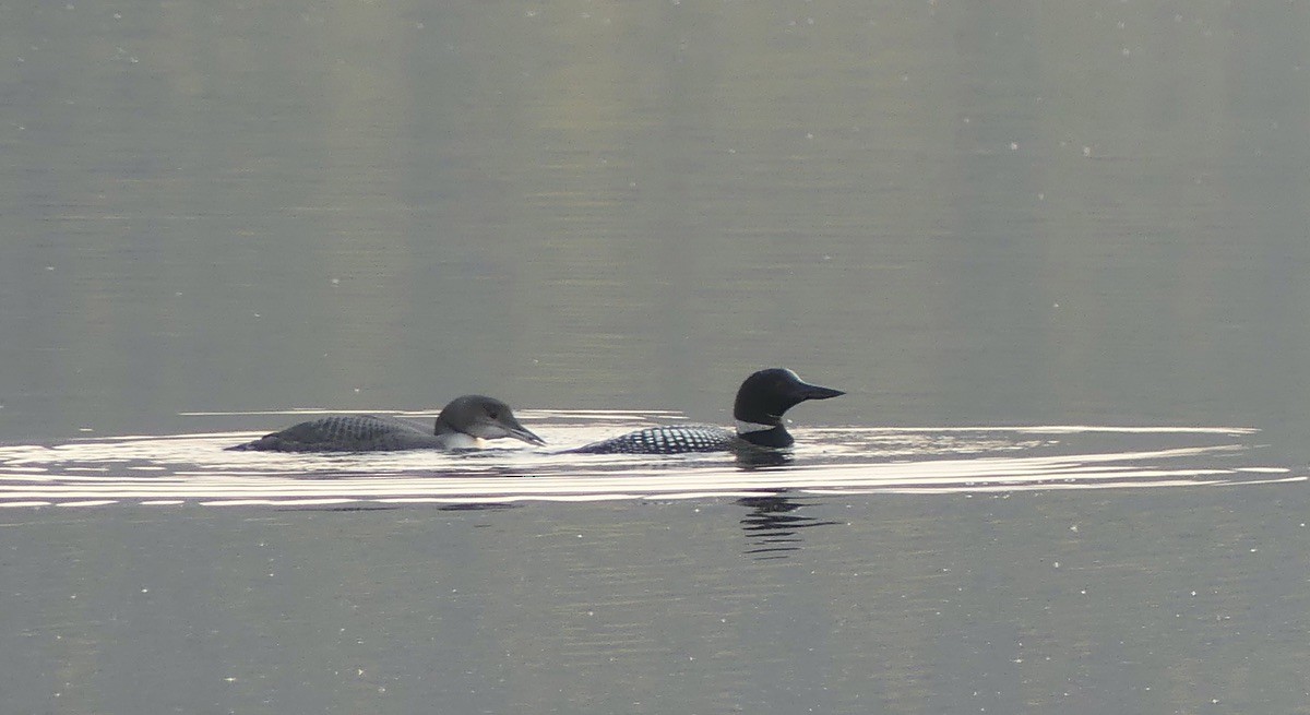 Common Loon - ML608800813