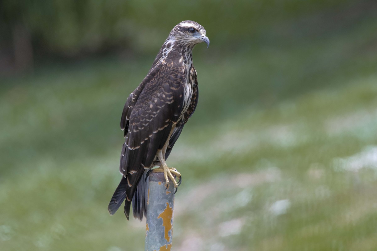 Snail Kite - ML608800913