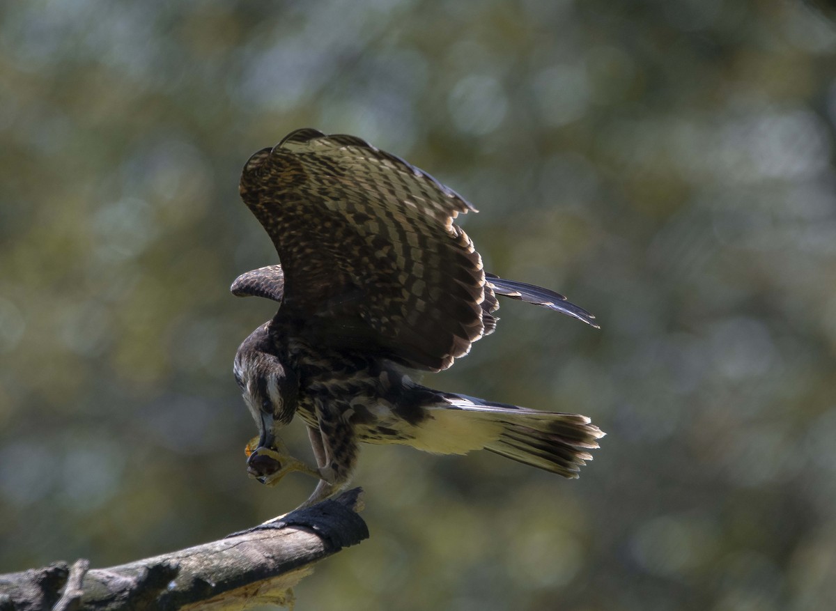 Snail Kite - ML608801000