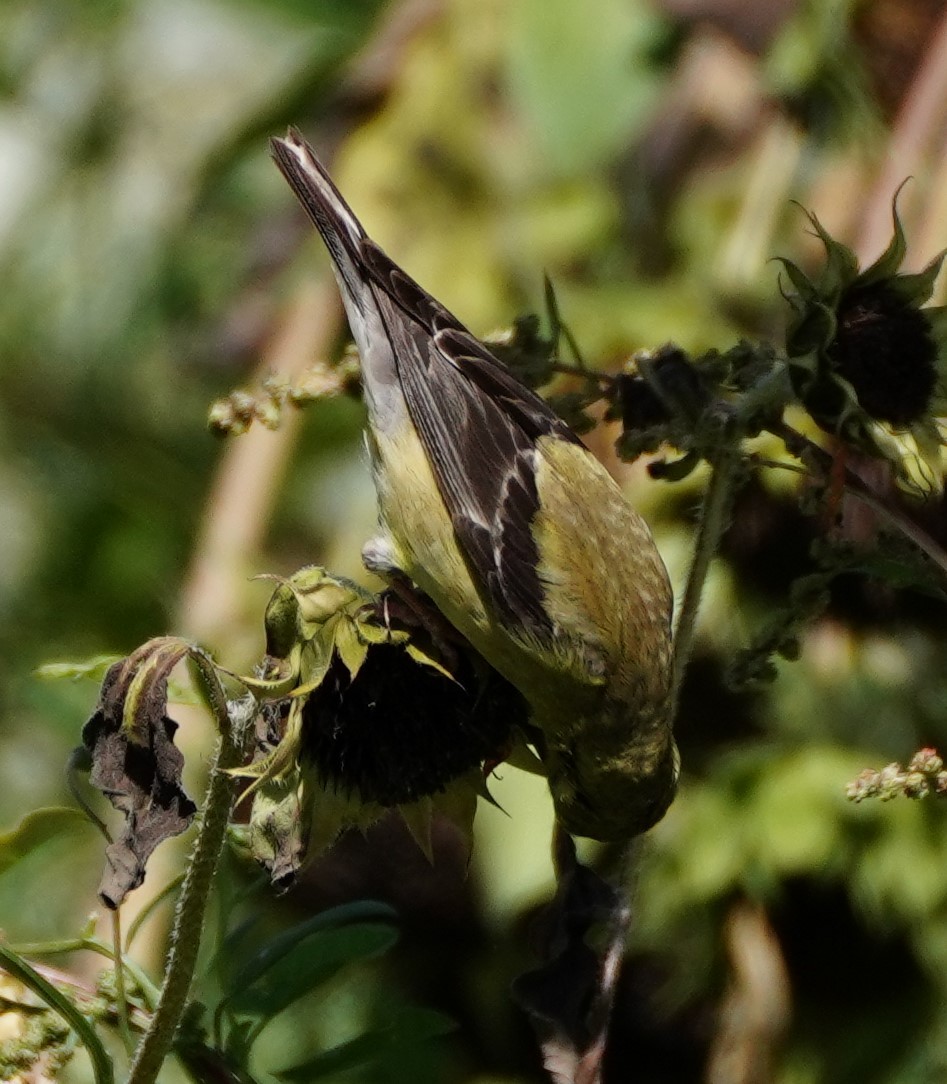 American Goldfinch - ML608801014