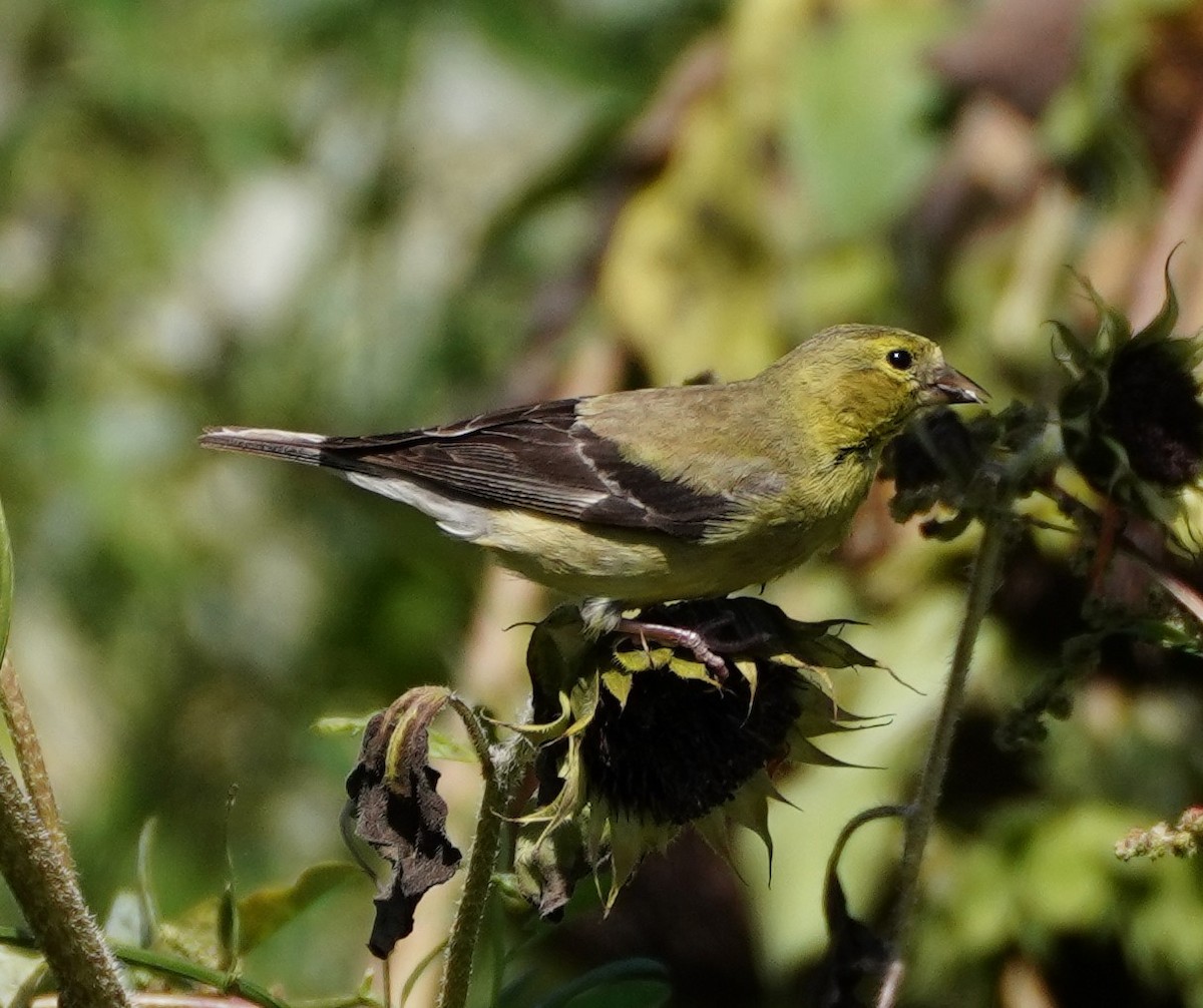 American Goldfinch - ML608801015