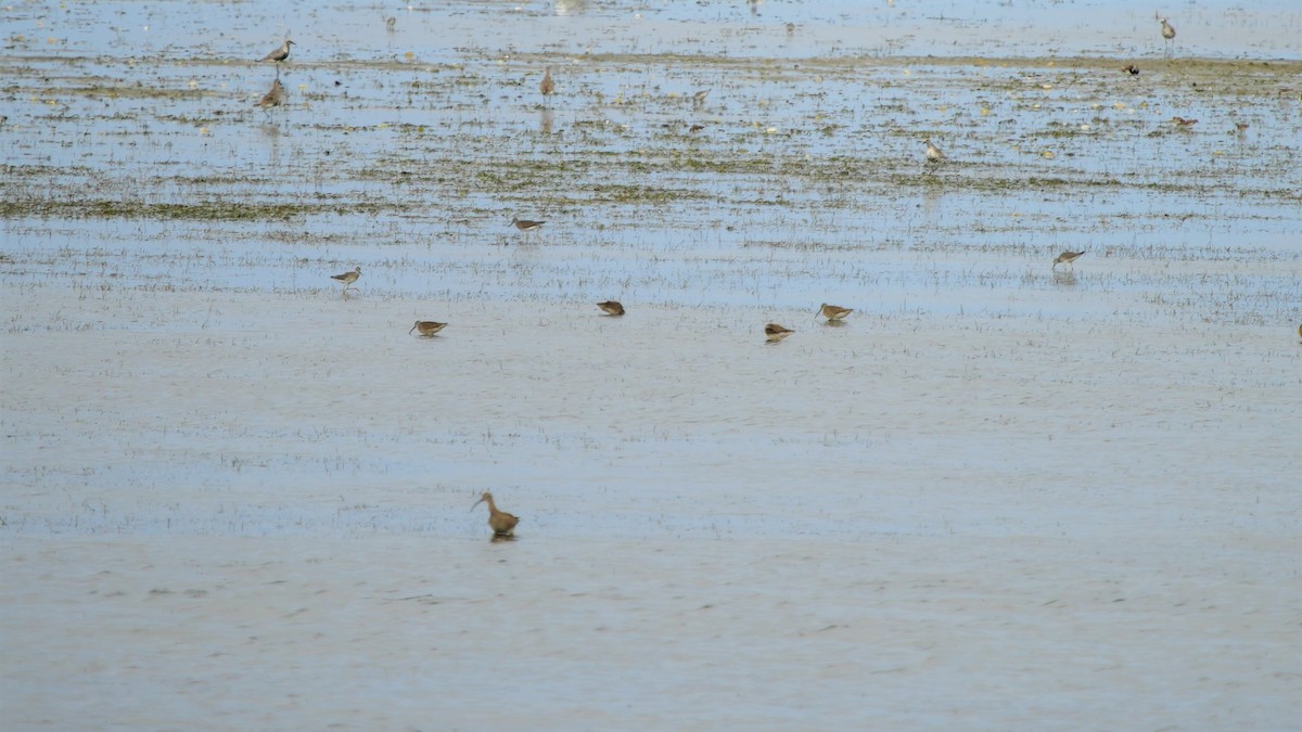 Short-billed Dowitcher - ML608801144