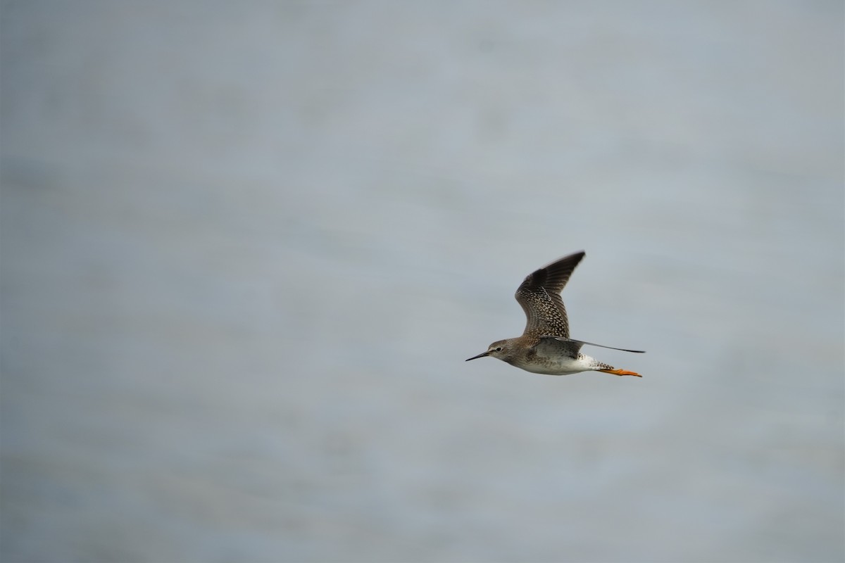 Lesser Yellowlegs - ML608801159