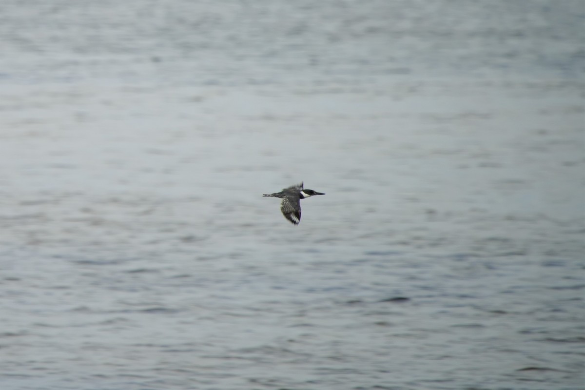 Belted Kingfisher - ML608801183