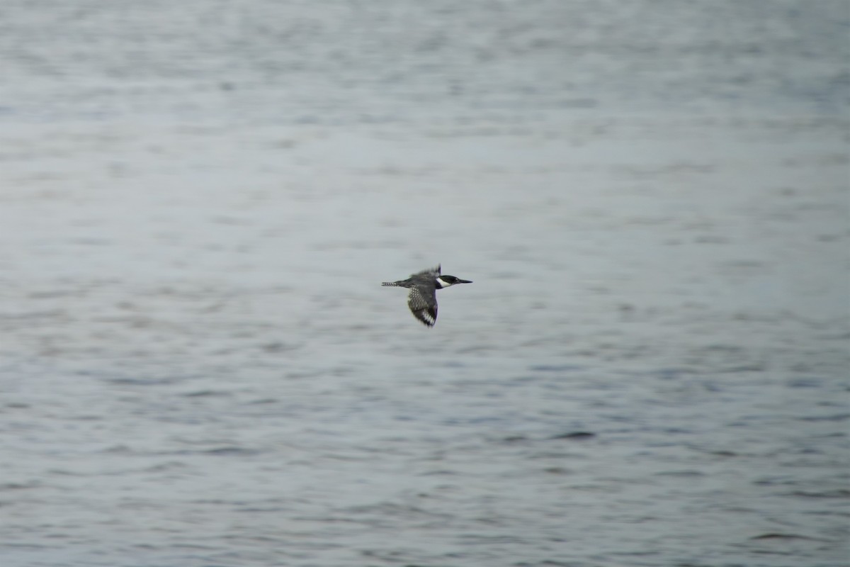 Martin-pêcheur d'Amérique - ML608801183