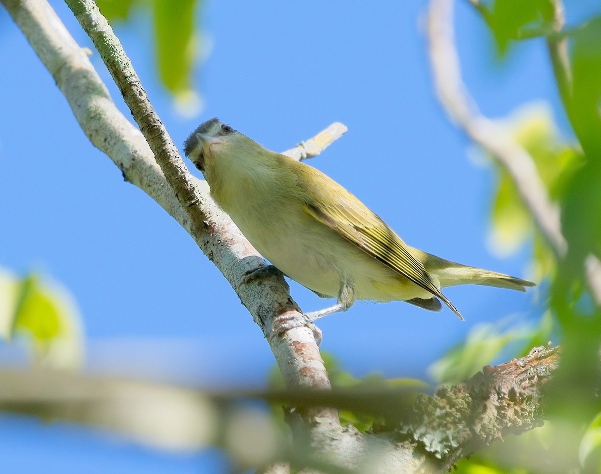 Vireo Ojirrojo - ML608801201