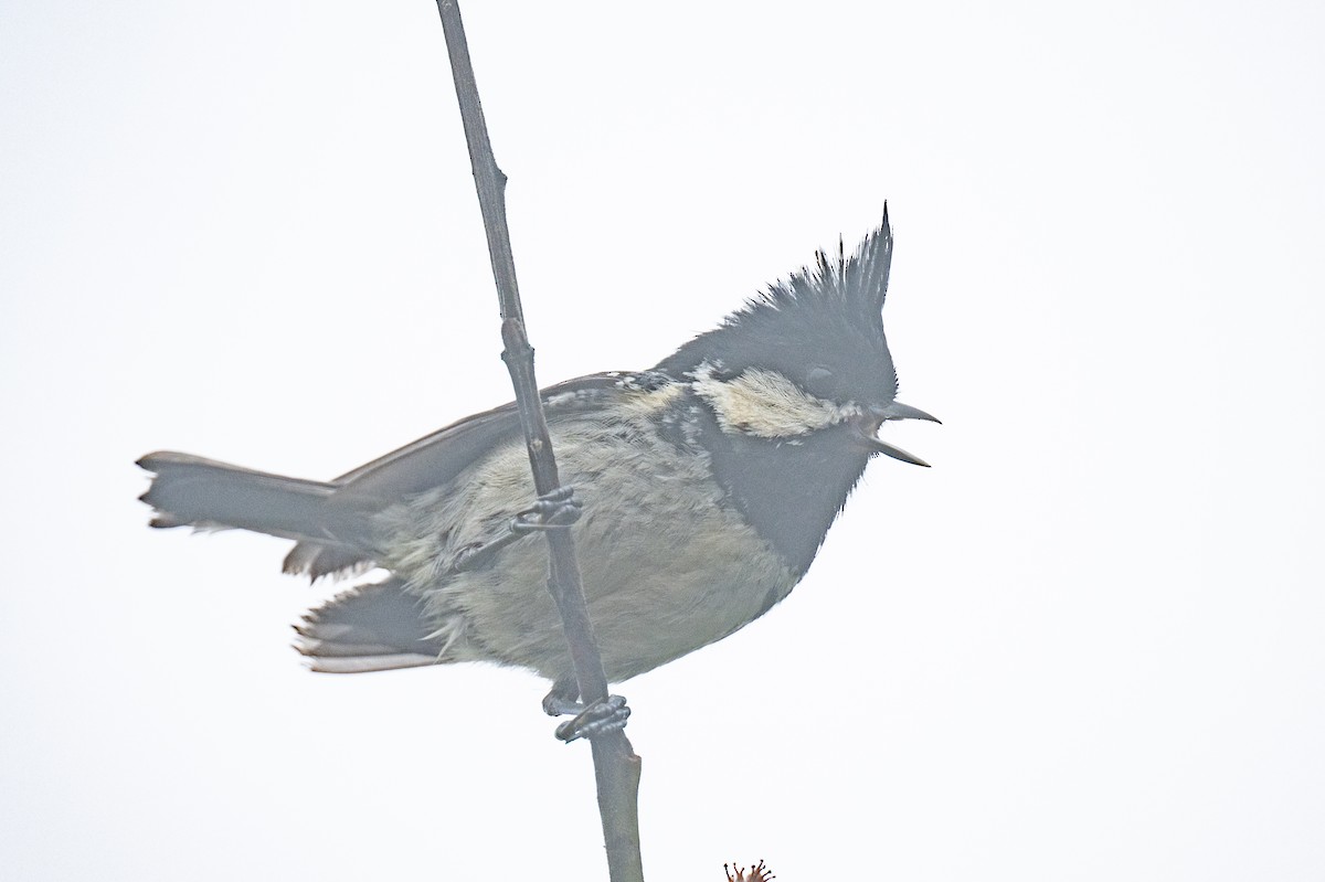 Coal Tit - ML608801224