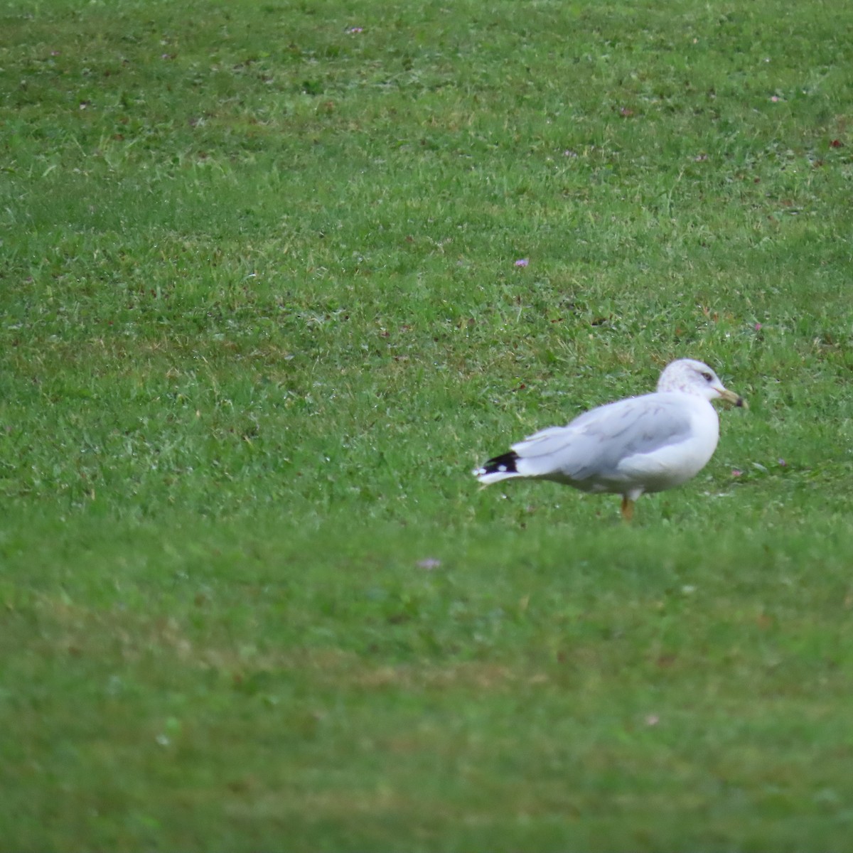 Ring-billed Gull - ML608801446