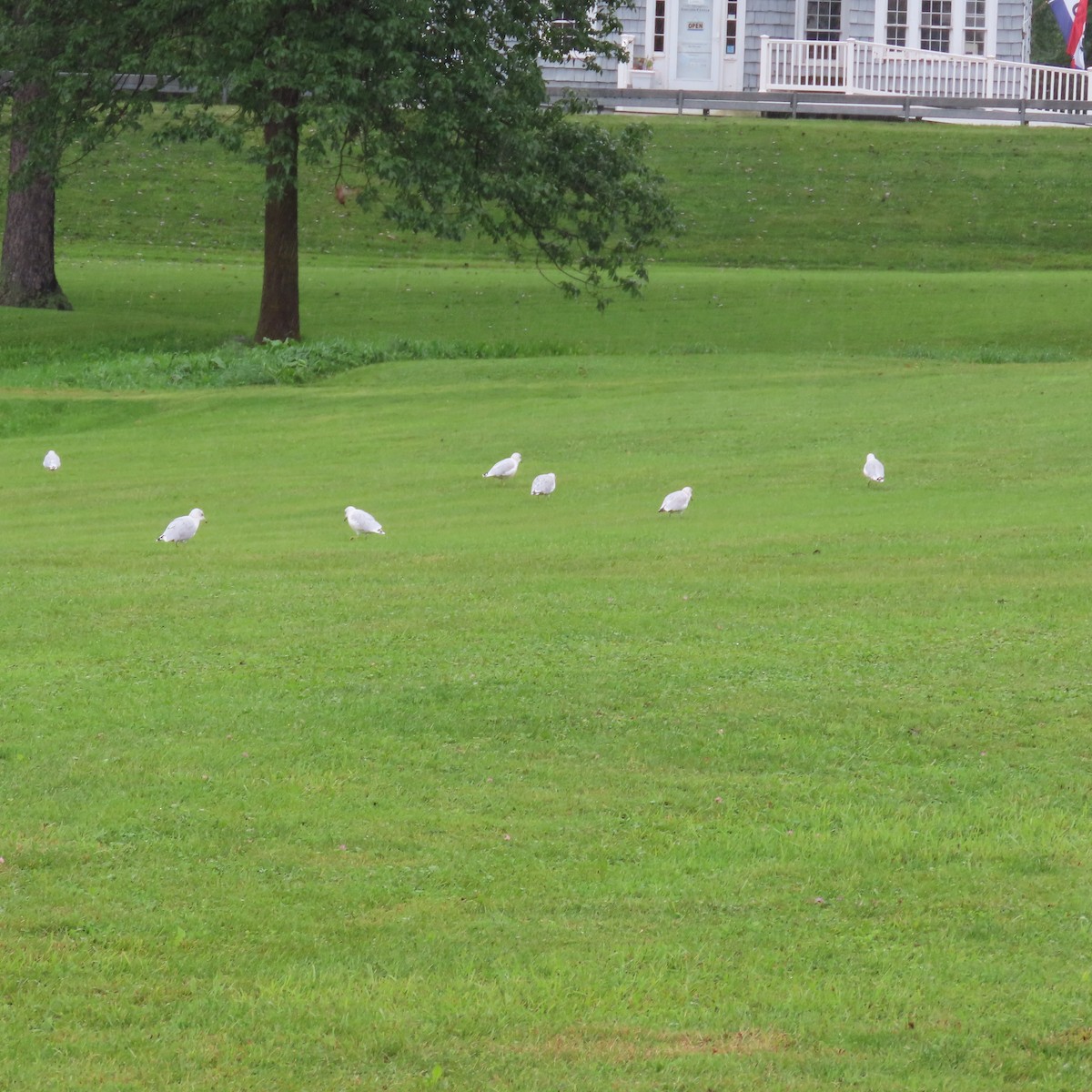 Ring-billed Gull - ML608801449