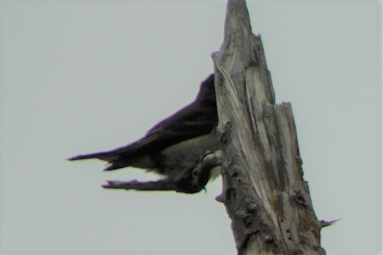 Olive-sided Flycatcher - ML608801451