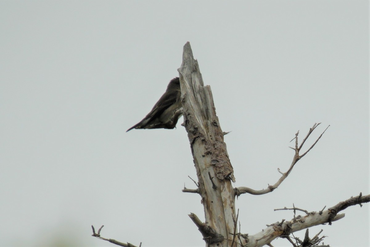 Olive-sided Flycatcher - ML608801454