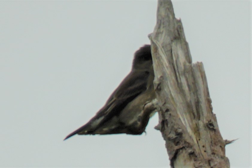 Olive-sided Flycatcher - ML608801457