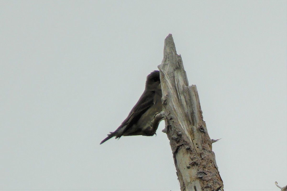 Olive-sided Flycatcher - ML608801460