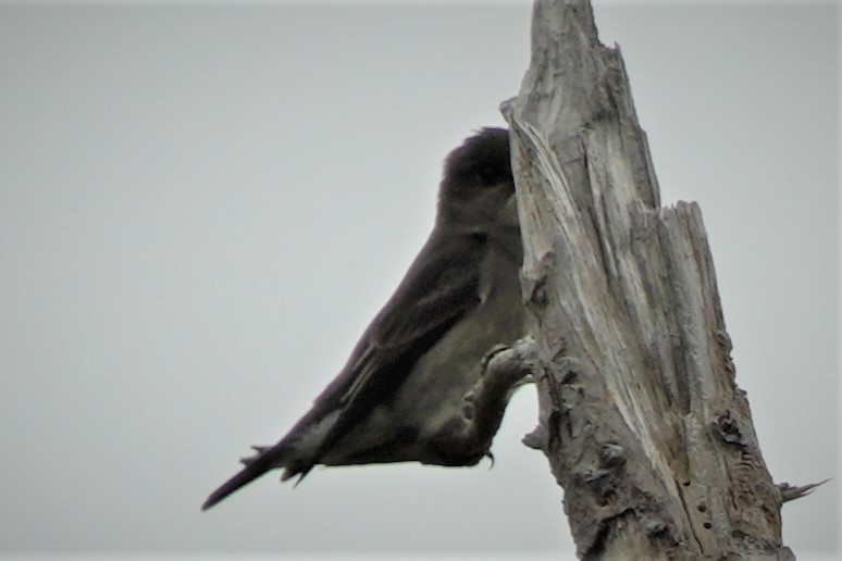 Olive-sided Flycatcher - ML608801536