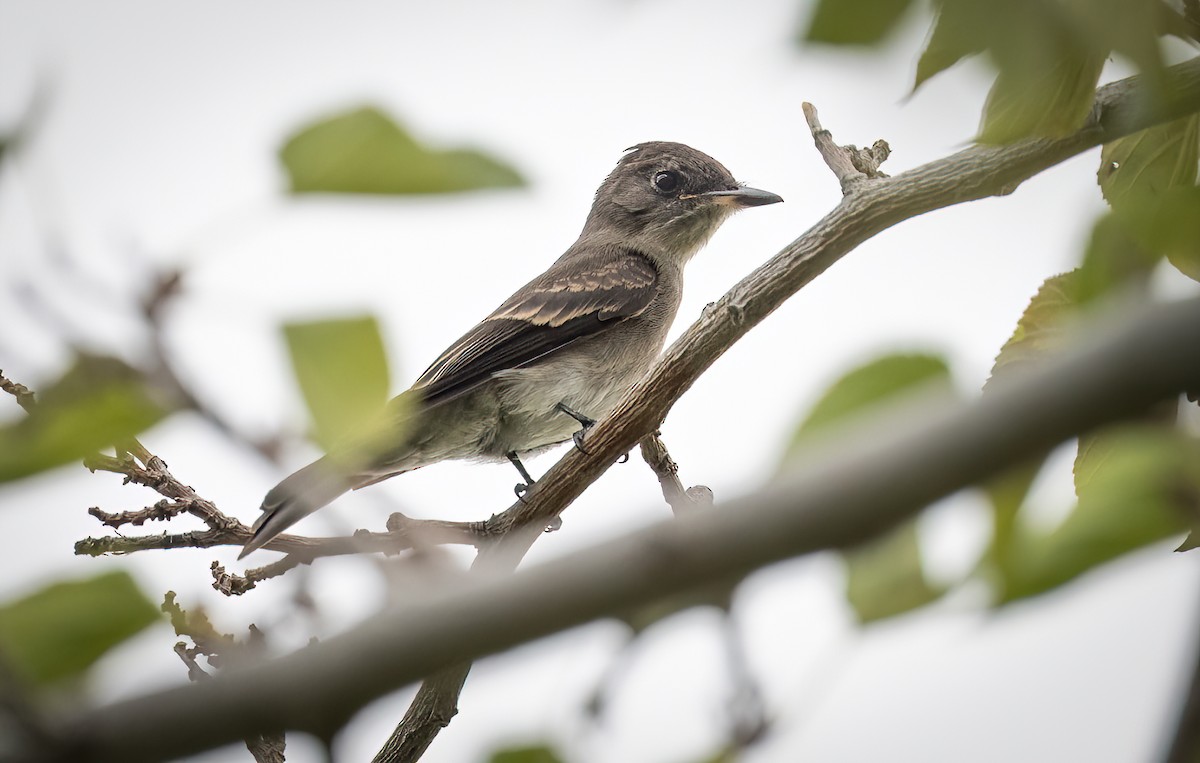 Western Wood-Pewee - ML608801667