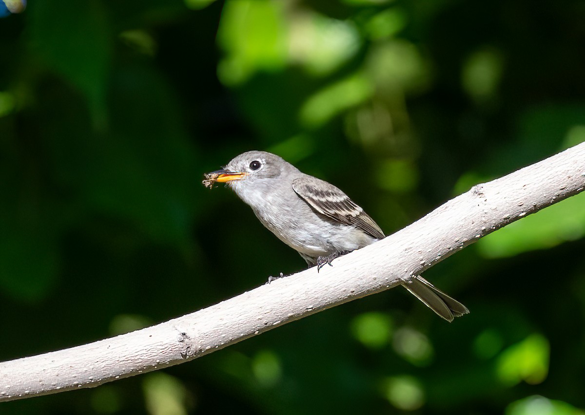 Gray Flycatcher - ML608801694