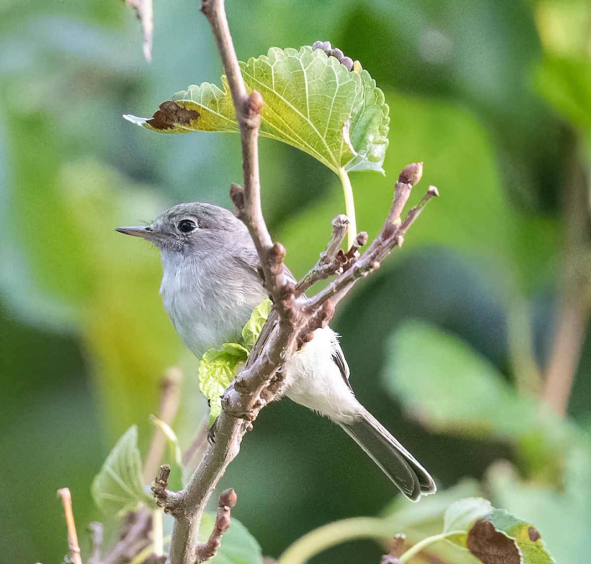 Gray Flycatcher - ML608801695