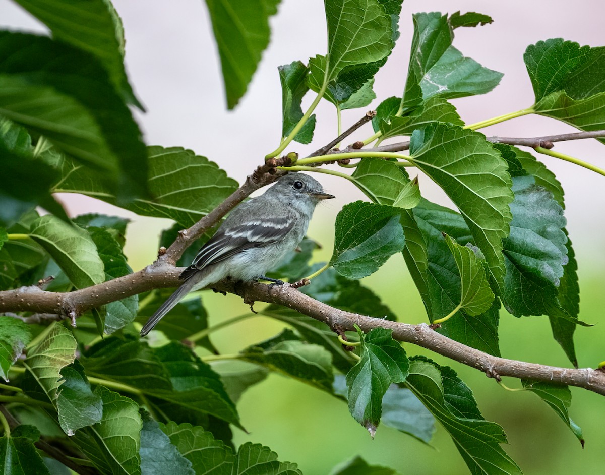 Gray Flycatcher - ML608801696