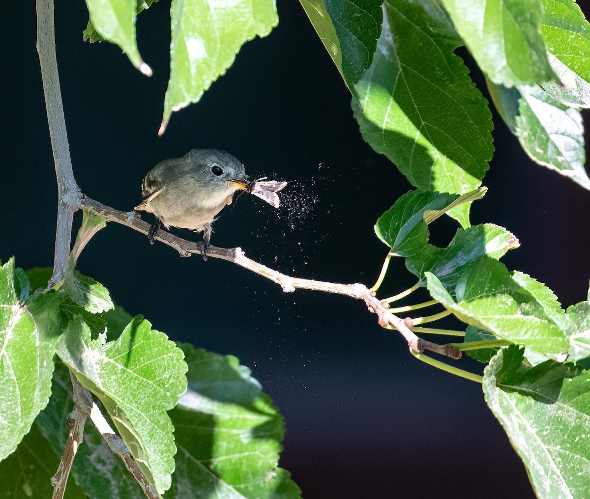 Gray Flycatcher - ML608801697