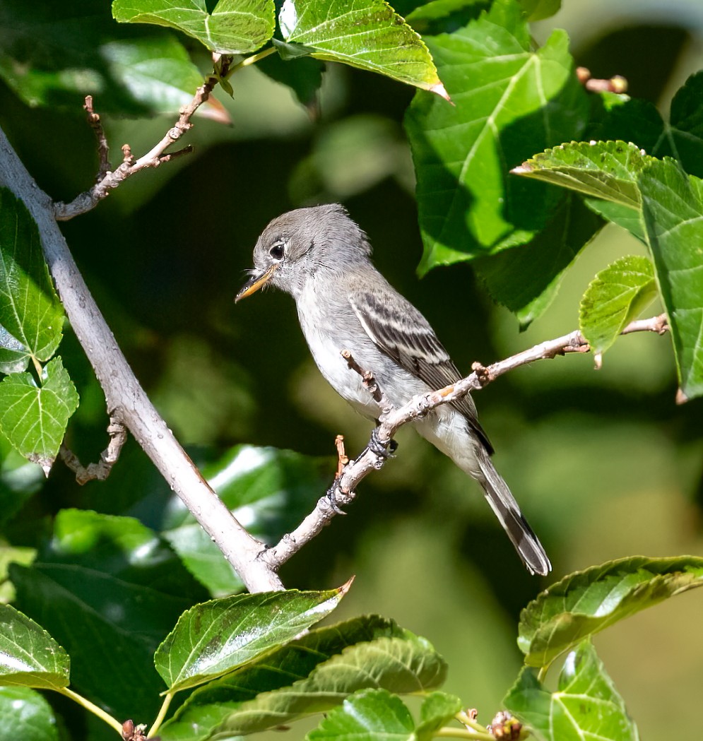 Gray Flycatcher - ML608801698