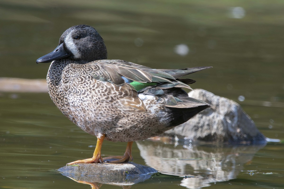Blue-winged Teal - ML608801708
