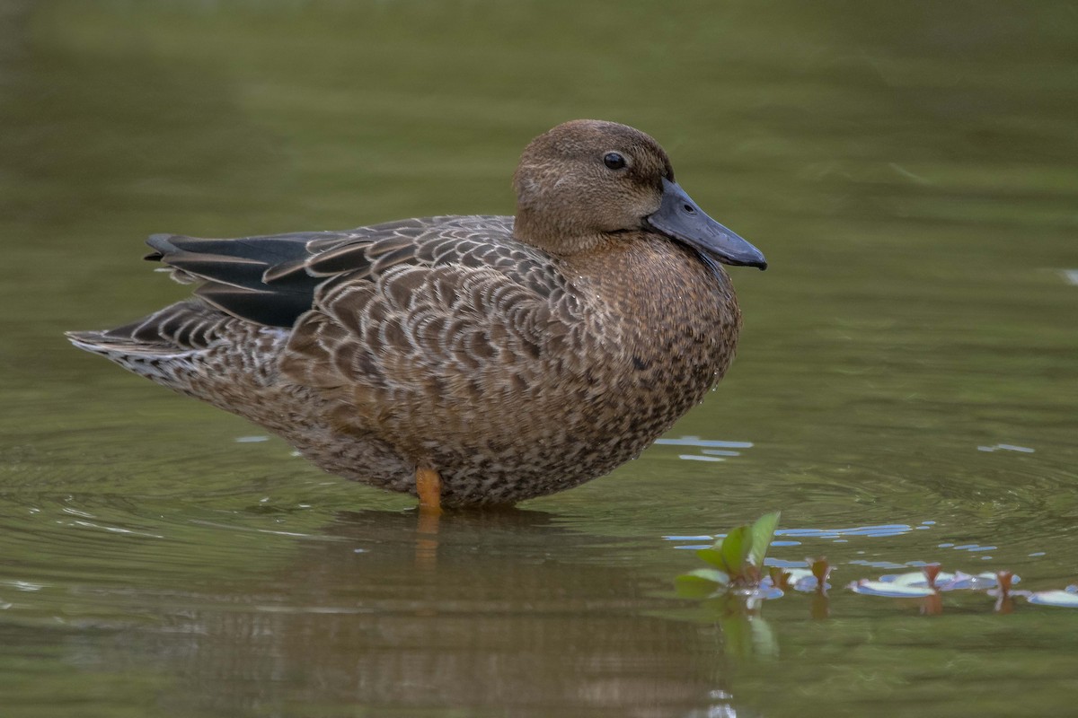 Blue-winged Teal - ML608801711