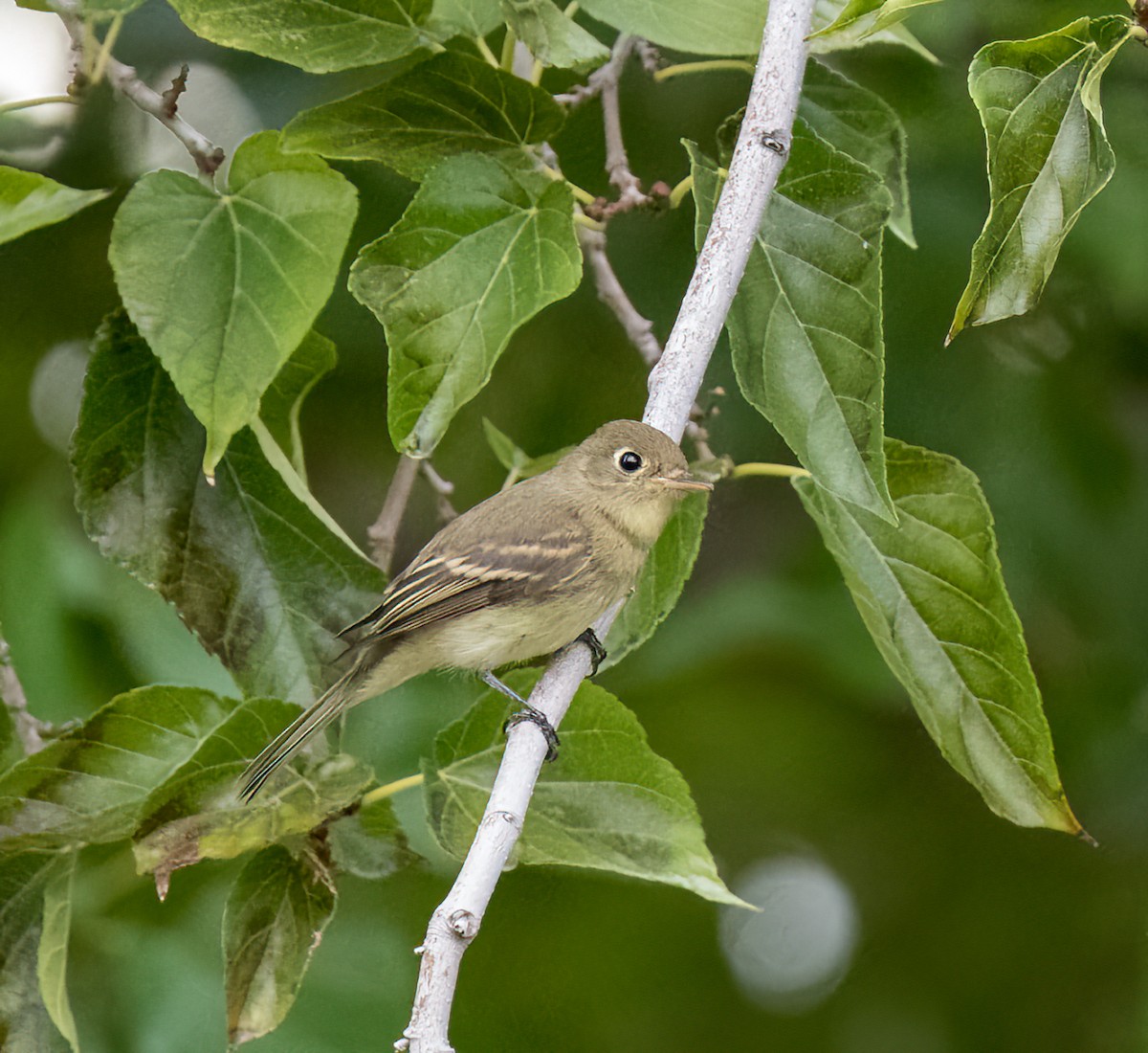 Western Flycatcher (Pacific-slope) - ML608801719