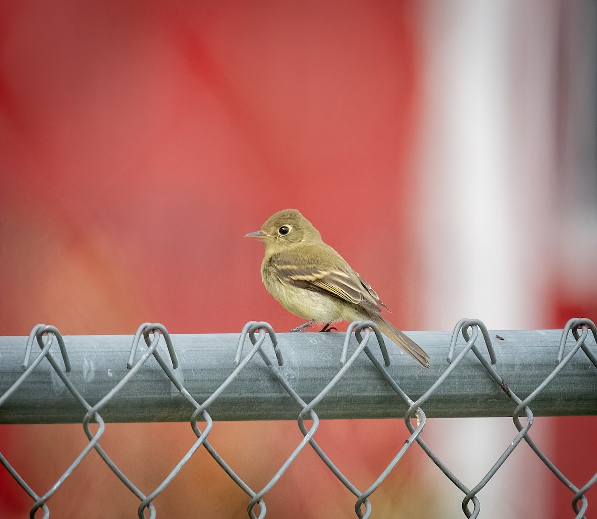 Western Flycatcher (Pacific-slope) - ML608801721