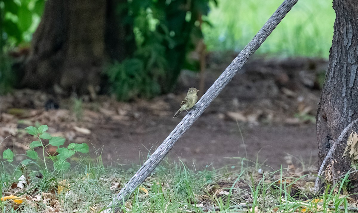 Western Flycatcher (Pacific-slope) - ML608801722