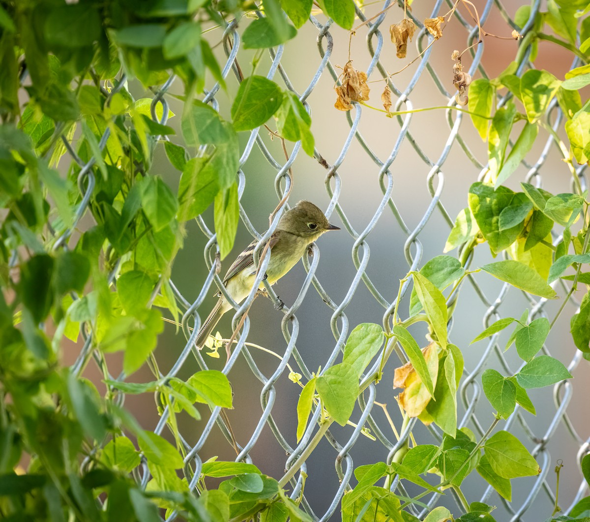 Western Flycatcher (Pacific-slope) - ML608801723