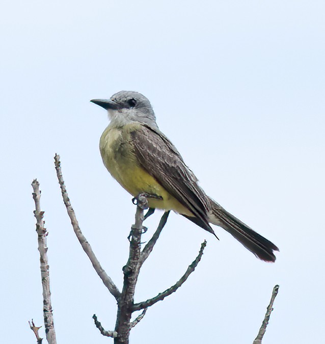 Western Kingbird - ML608801733