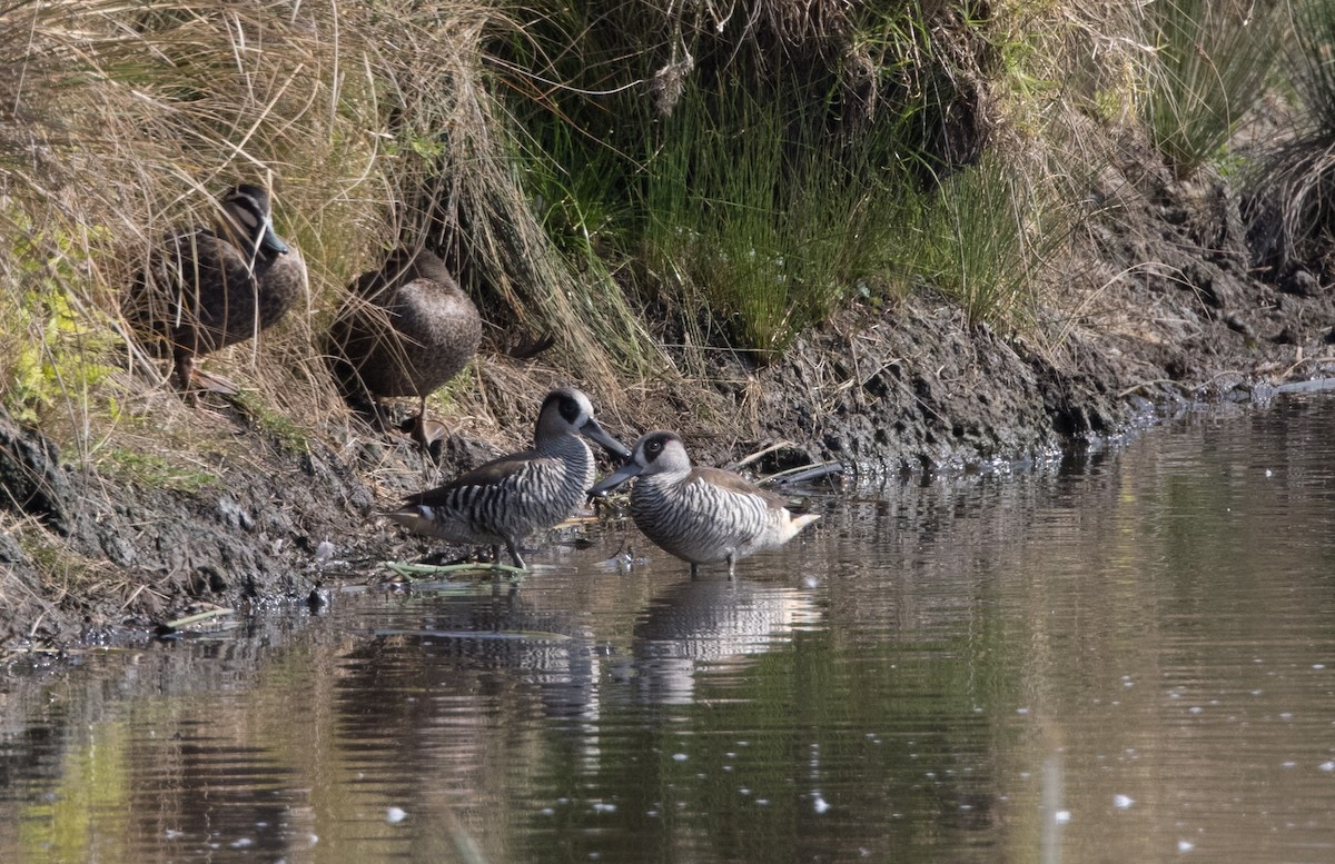 Pink-eared Duck - ML608801746