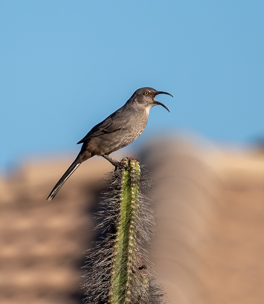 Curve-billed Thrasher - ML608801758