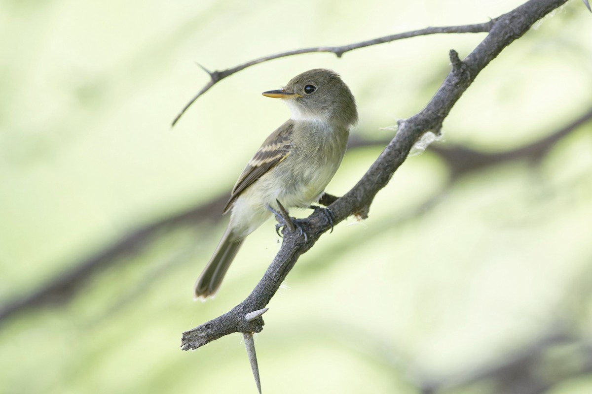 Willow Flycatcher - ML608801869